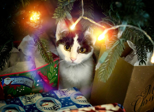Christmas Portrait of black and white cat. Fire Art Studios Photography. Space Coast Florida.