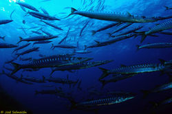 School of Barracudas