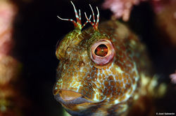 Blenio (Parablennius pilicornis).