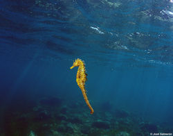 Seahorse