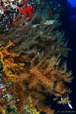 Black coral