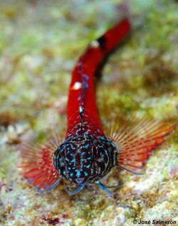 Moma nariguda (Tripterygion melanurum)