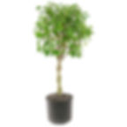 Ficus Benjamina Braid