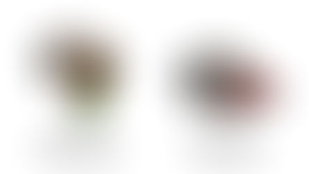 มอเตอร์บรัชเลสและมอเตอร์แปรงถ่าน