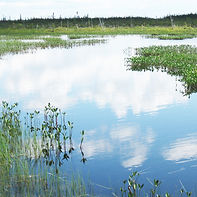 wetland science