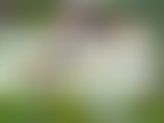 David Magnier, député de l'Oise, demande des mesures au gouvernement contre le frelon asiatique