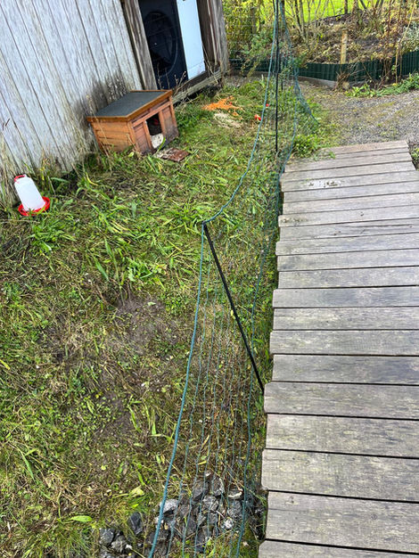 Kippen doen het zware werk