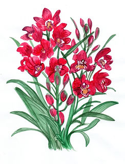orquidea2.jpeg
