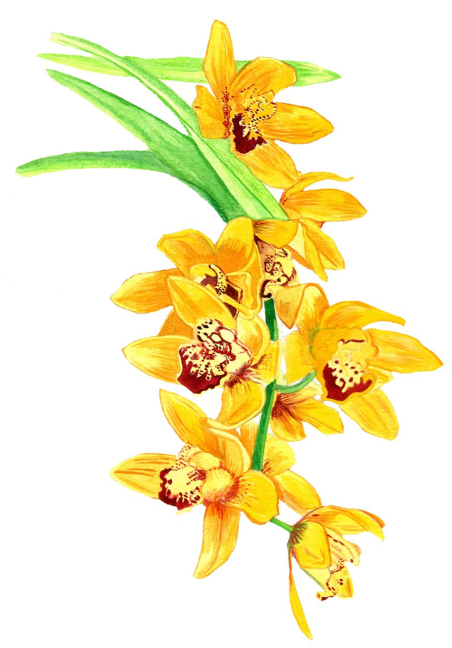 ORIGINAL - Orquídea amarela_03