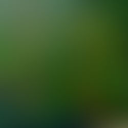 Série Água Raiz investiga as relações entre água, raízes e ecossistemas