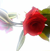 Have a lovely Monday🥀.jpg