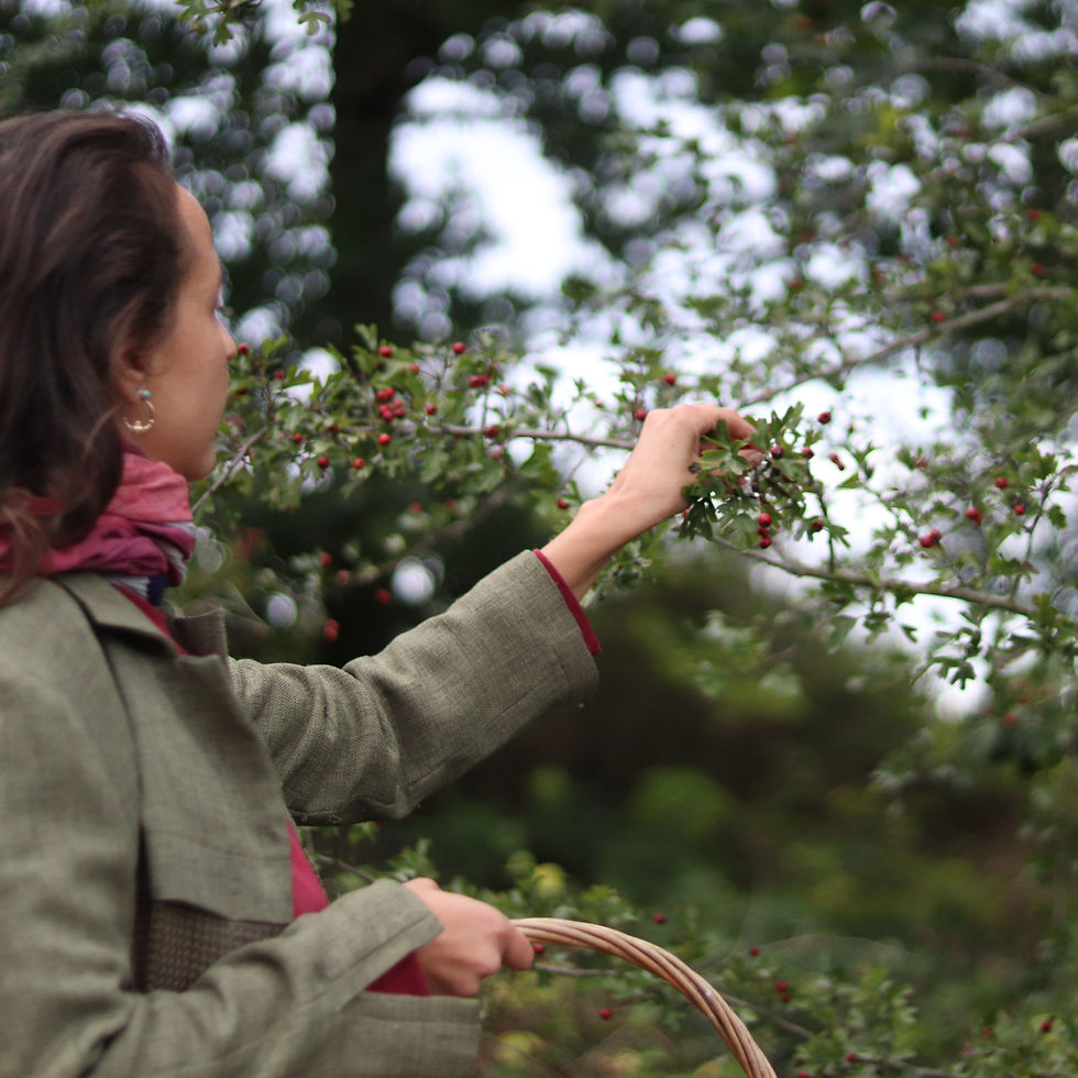 Hawthorn on the Equinox