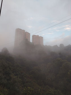Bosques nublados