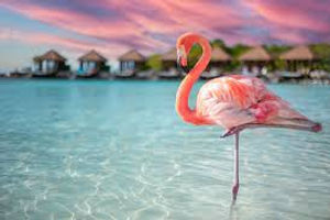 aruba.jpeg
