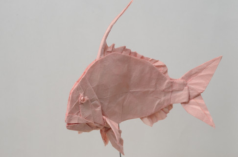 Gallery 渡邊慧 折り紙博物画 Gallery 渡邊慧 折り紙博物画
