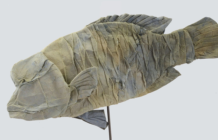 Humphead wrasse.jpg