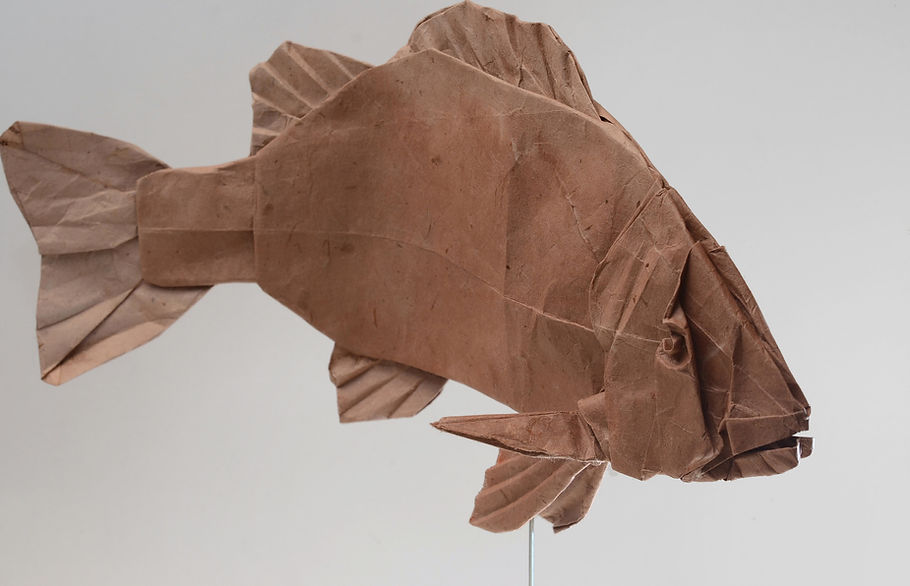 Mangrove red snapper.jpg
