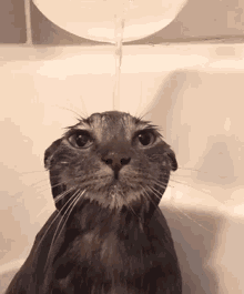 shower-cat.gif