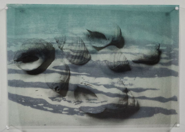 Related to our shared experience of collecting shells on beaches.