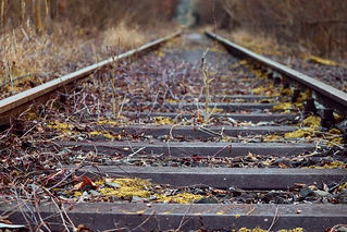 Translink Tree Management Programme