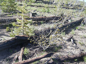 Young regenerating lodepole pine and quaking aspen among burned logs that were blowndown prior to the 2002 Mt Zirkel wildfire.