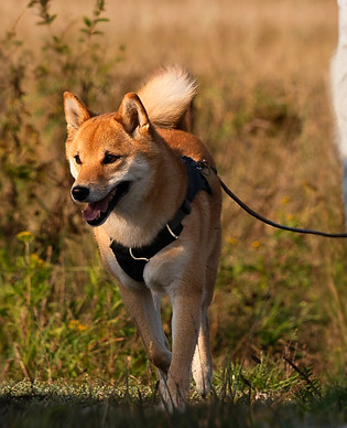 2024-09-18_tropki-158_edited_edited_edit