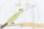 Leo's budgie picture cropped