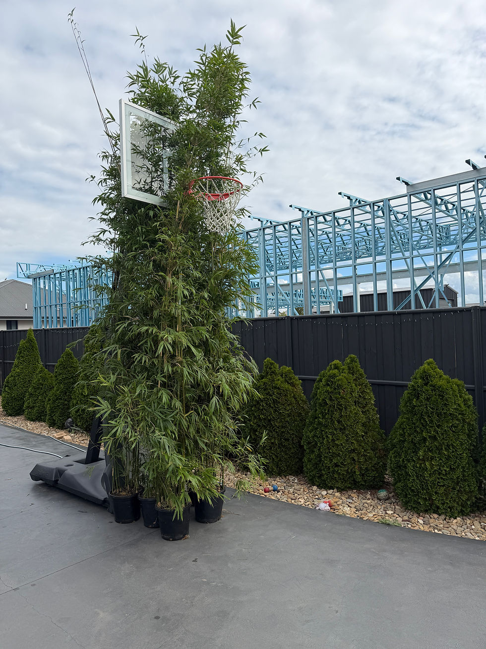 4 meter slender Gracilis Bamboo Sydney pots delivered and waiting for planting to block out the development next door