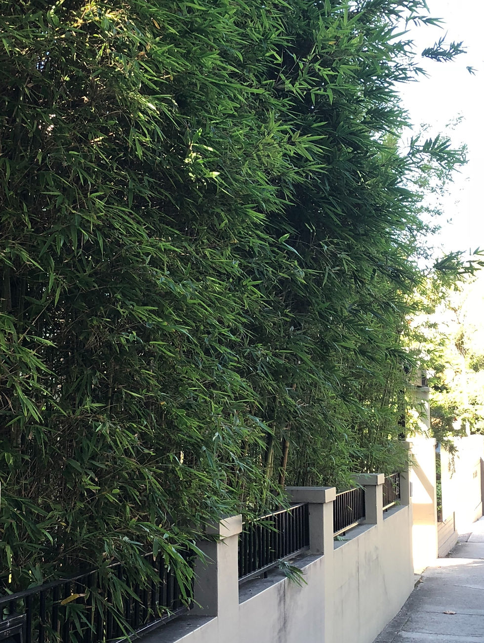 Bambusa textilis var Gracilis screening the frontage of a Sydney property