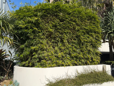 A dense hedge of Gracilis Bamboo screening the front yard of a Sydney home
