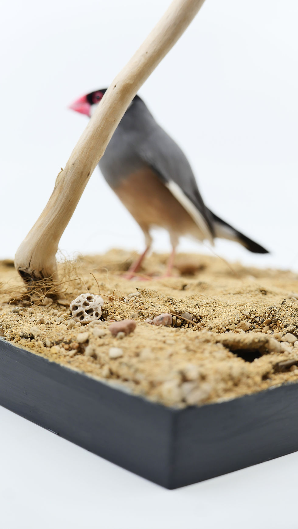 Thumbnail: Java Sparrows + Sandy World