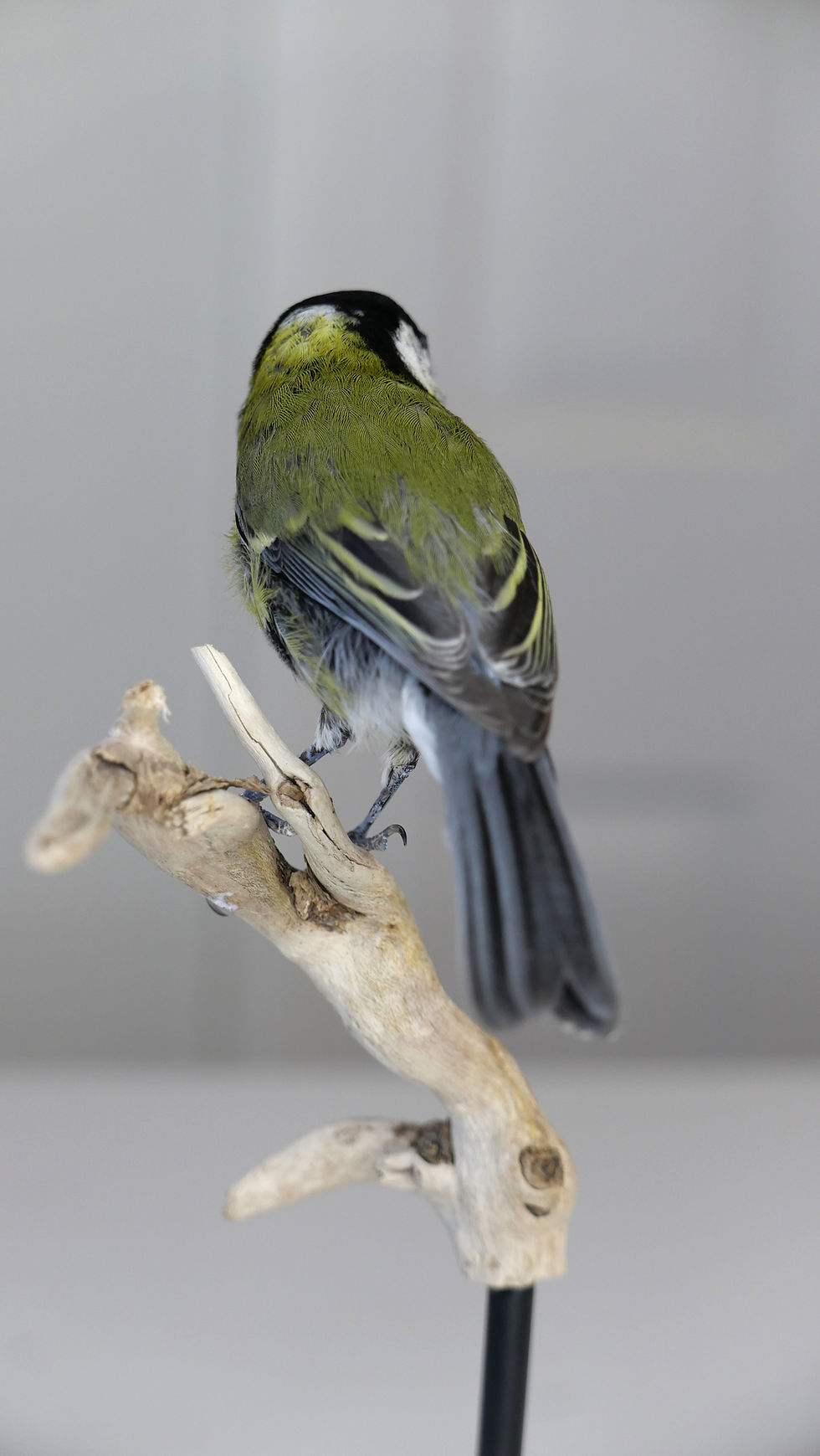 Thumbnail: Juvenile Great Tit