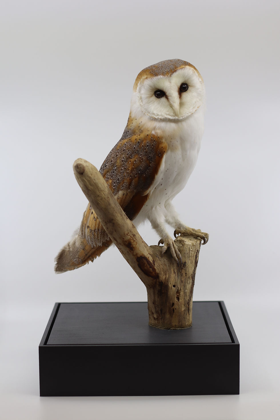 Thumbnail: Barn Owl - 615389/01