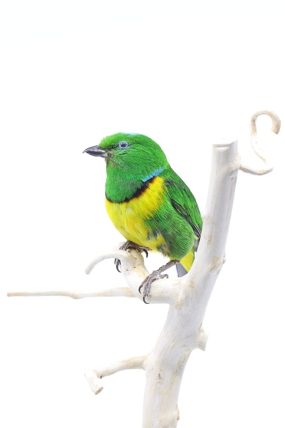 Thumbnail: Blue-crowned chlorophonia