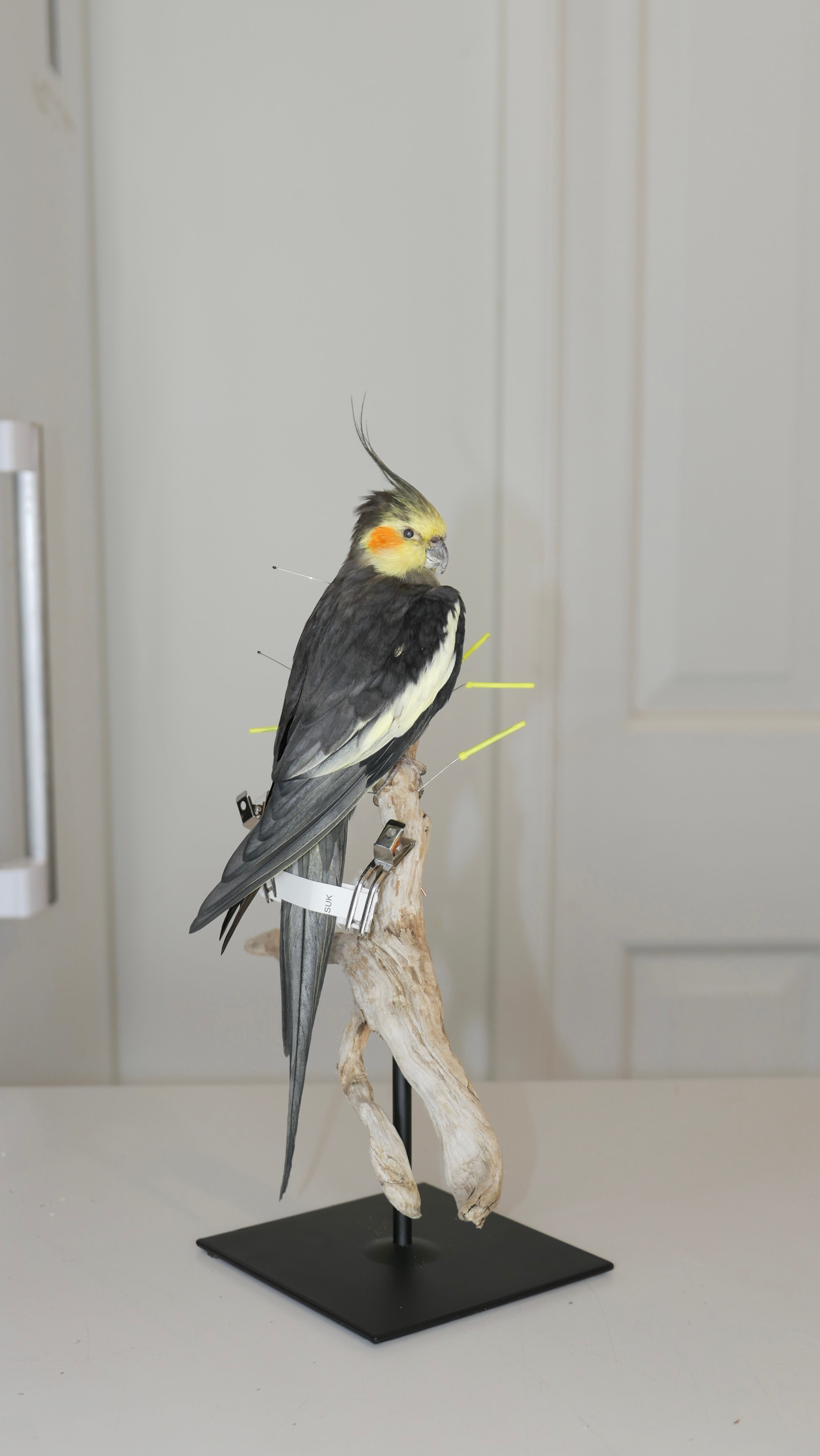 ‘Seconds’ Cockatiel