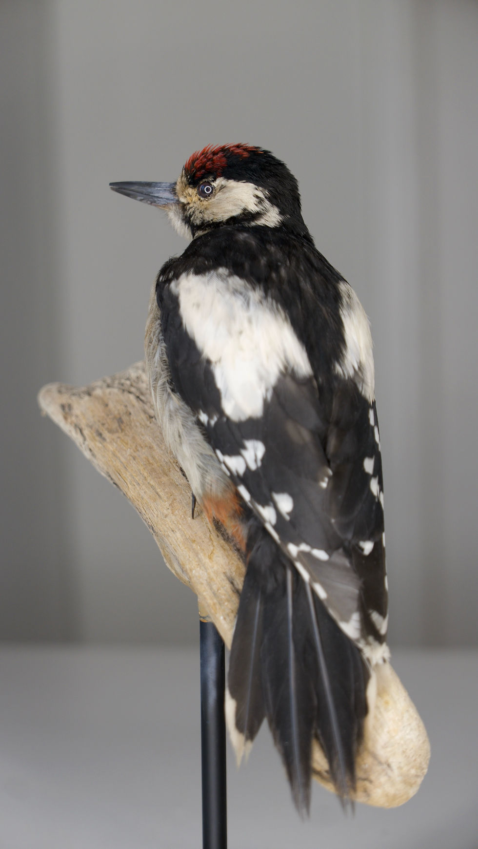 Thumbnail: Fluffy Juvenile Great Spotted Woodpecker