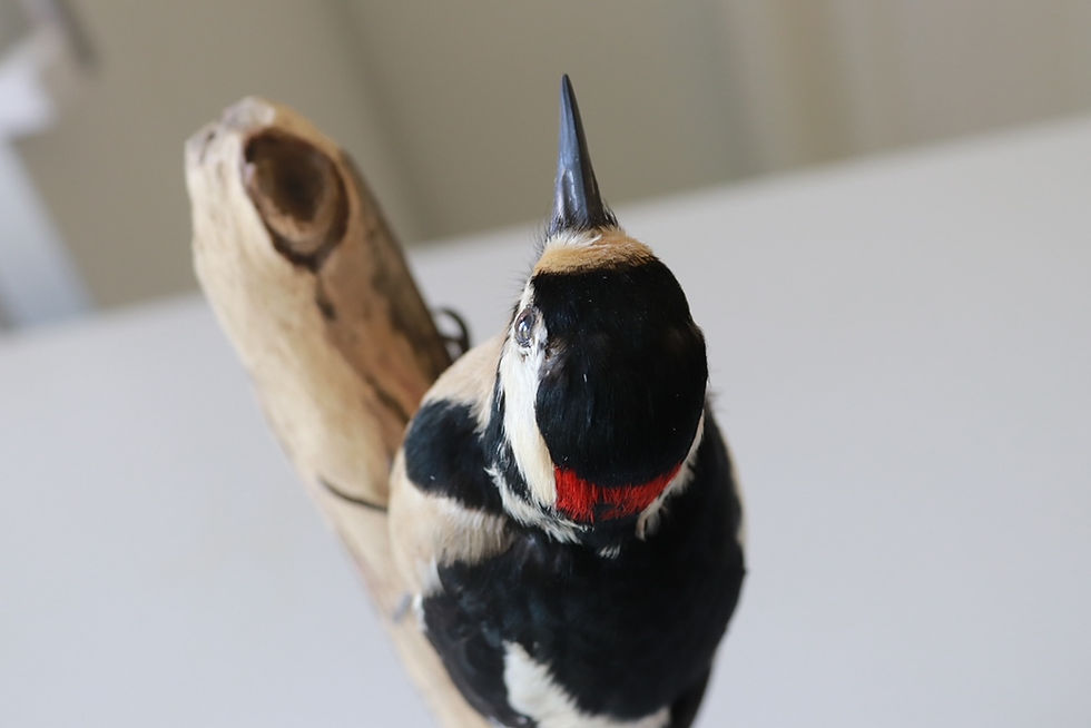 Thumbnail: Great spotted woodpecker