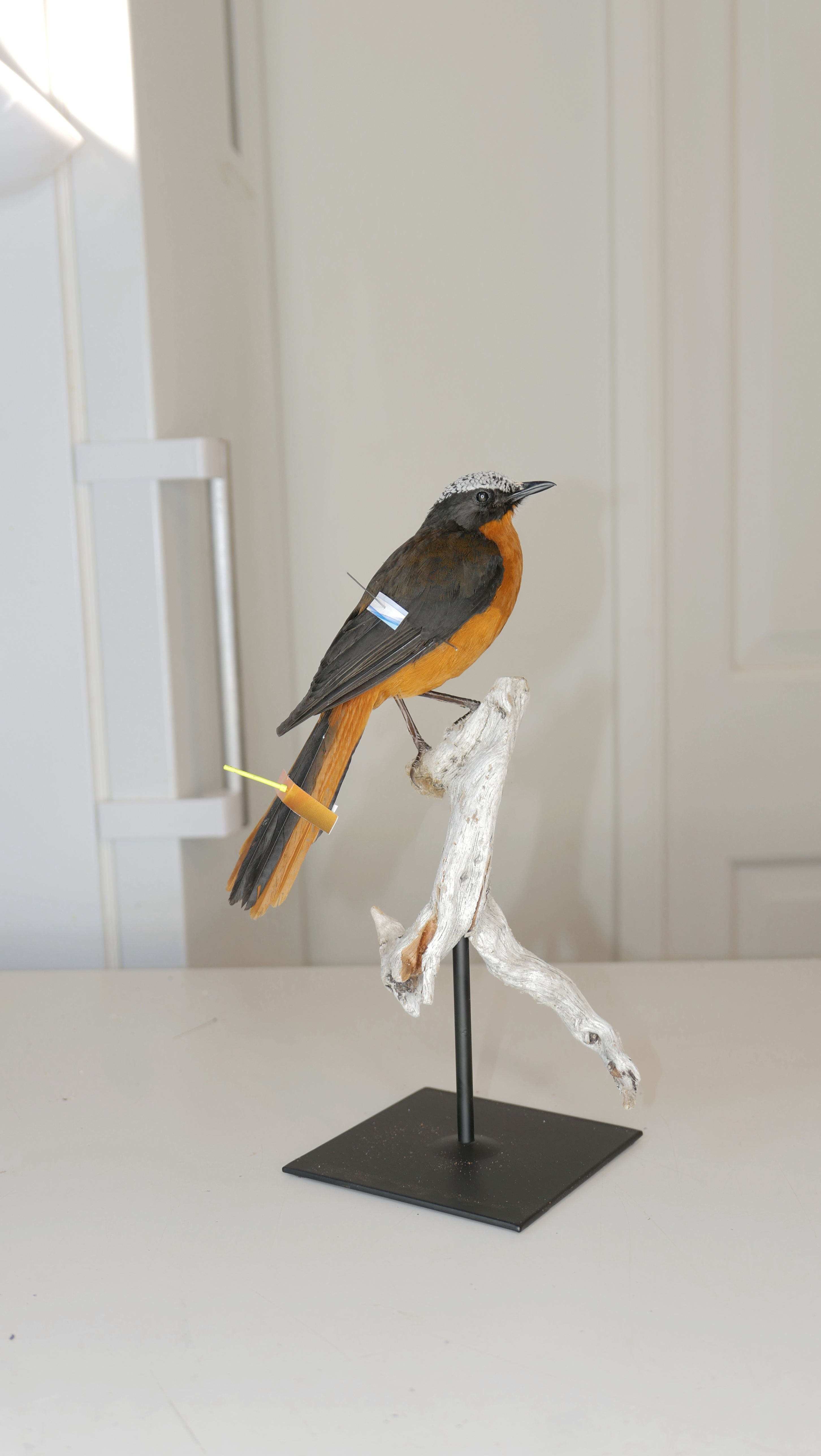 Snowy-Crowned Robin-Chat