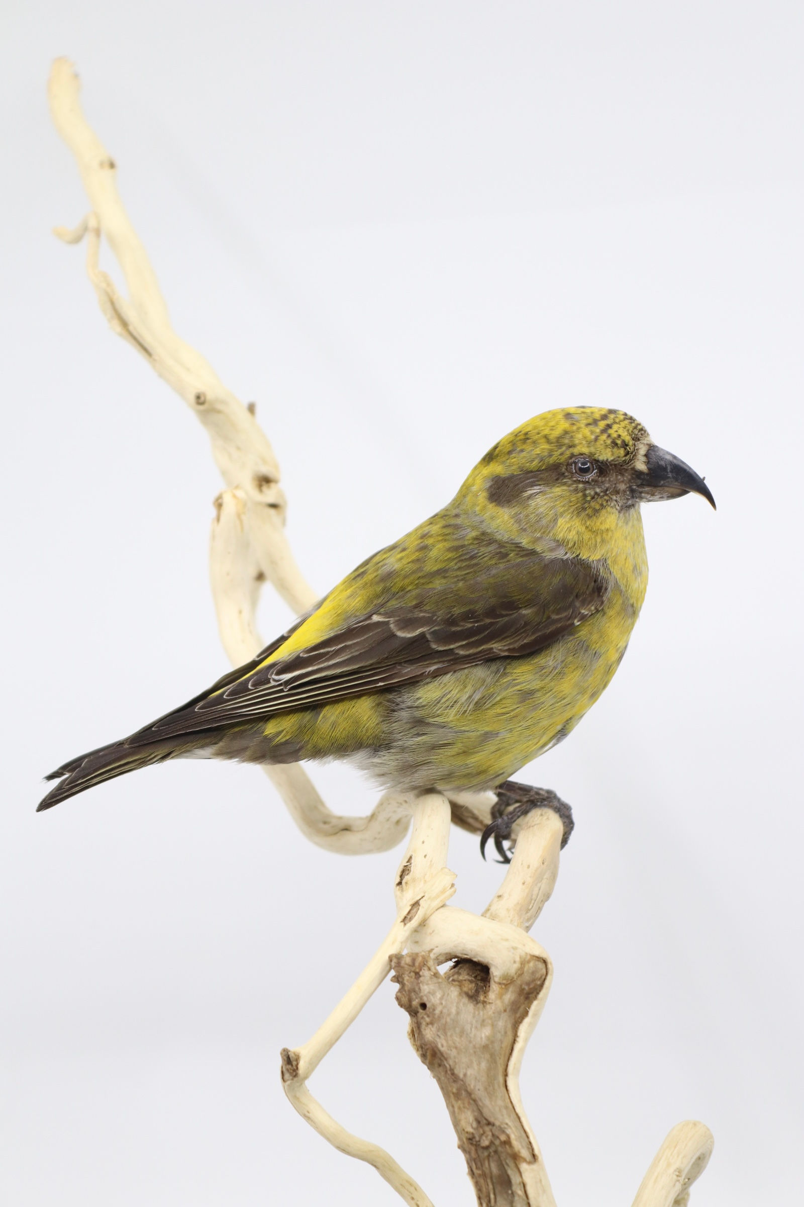 Crossbill
