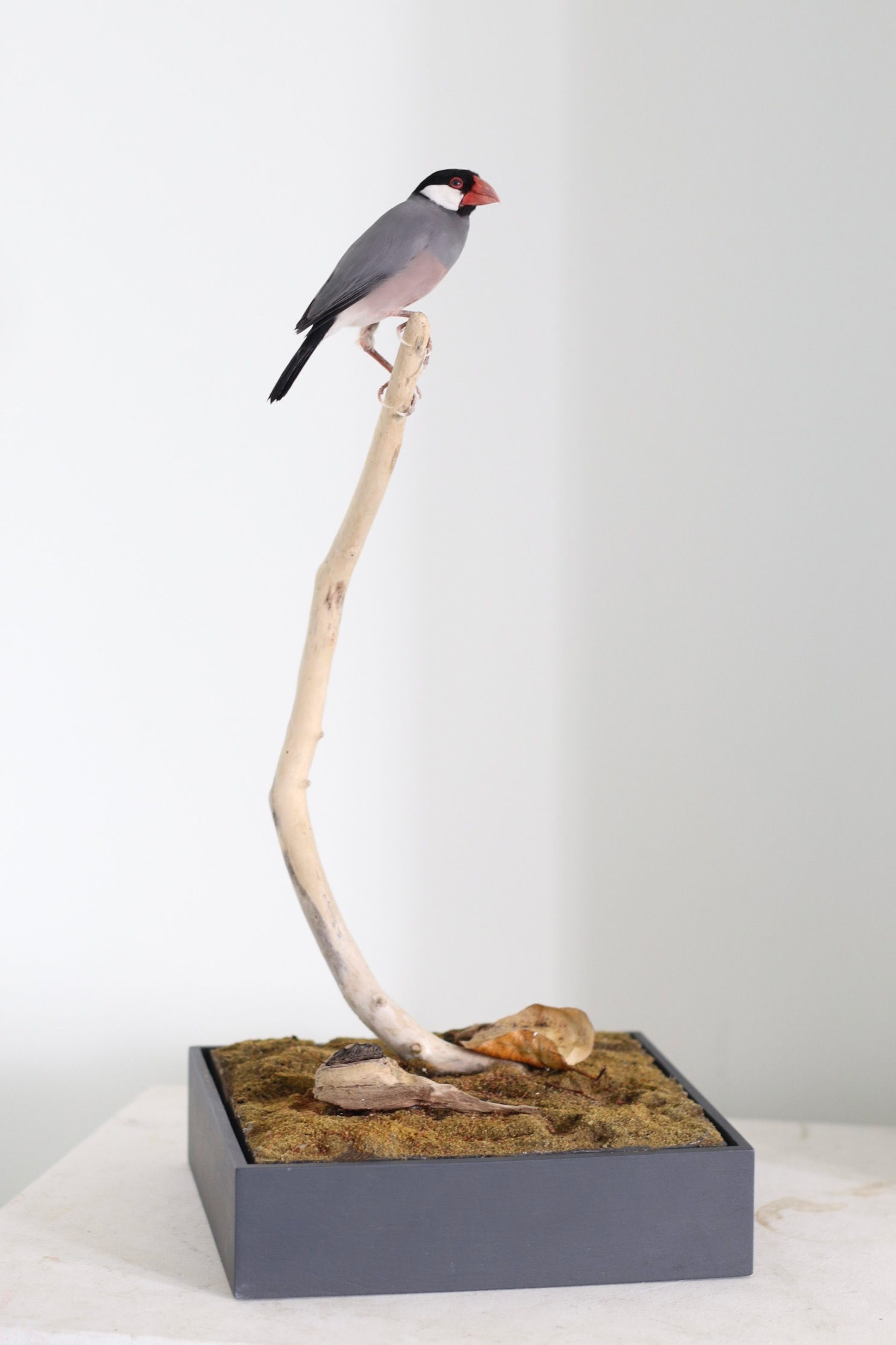 Java Sparrow + Tiny Forest World