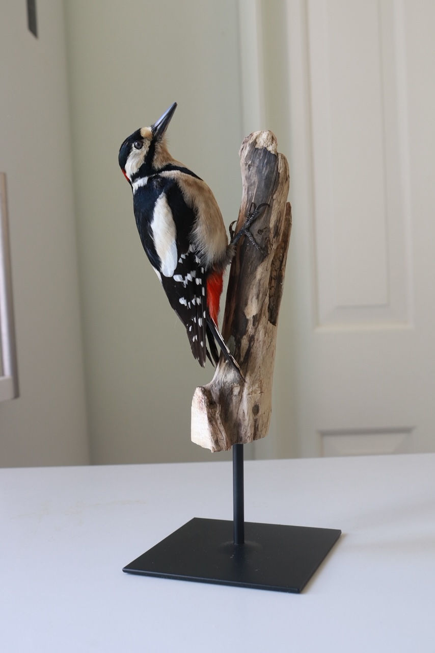 Thumbnail: Great spotted woodpecker