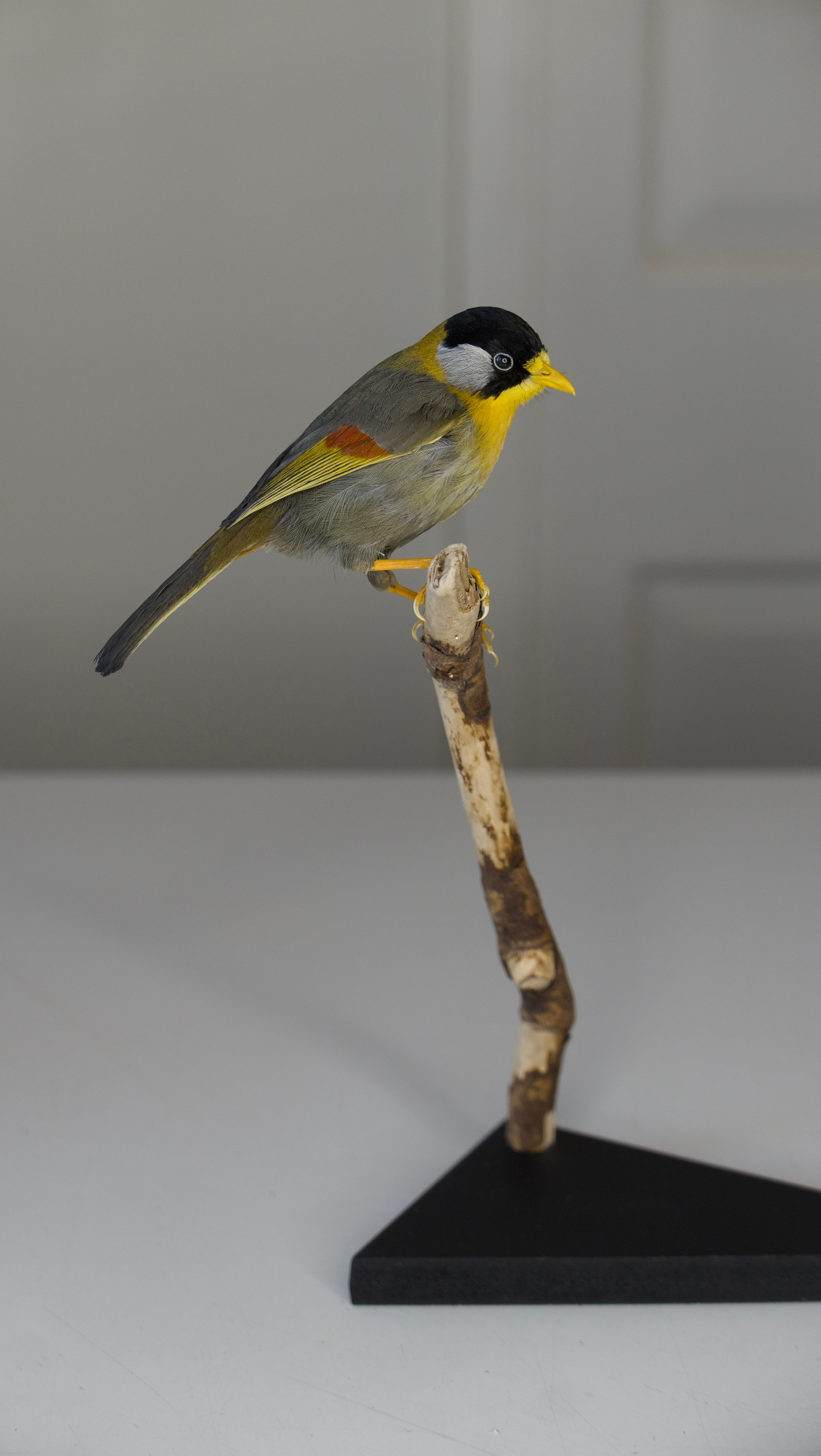 Silver-eared Mesia