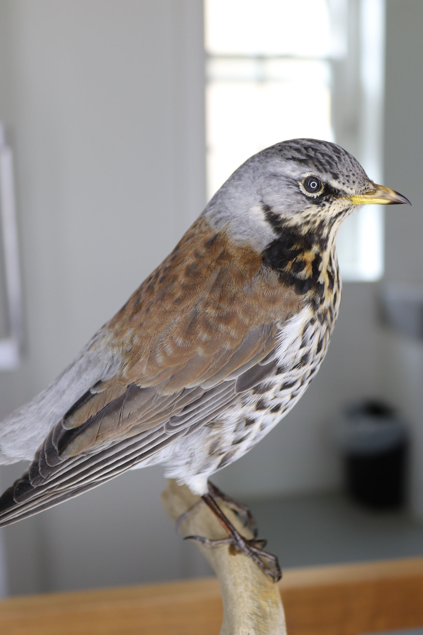 Fieldfare