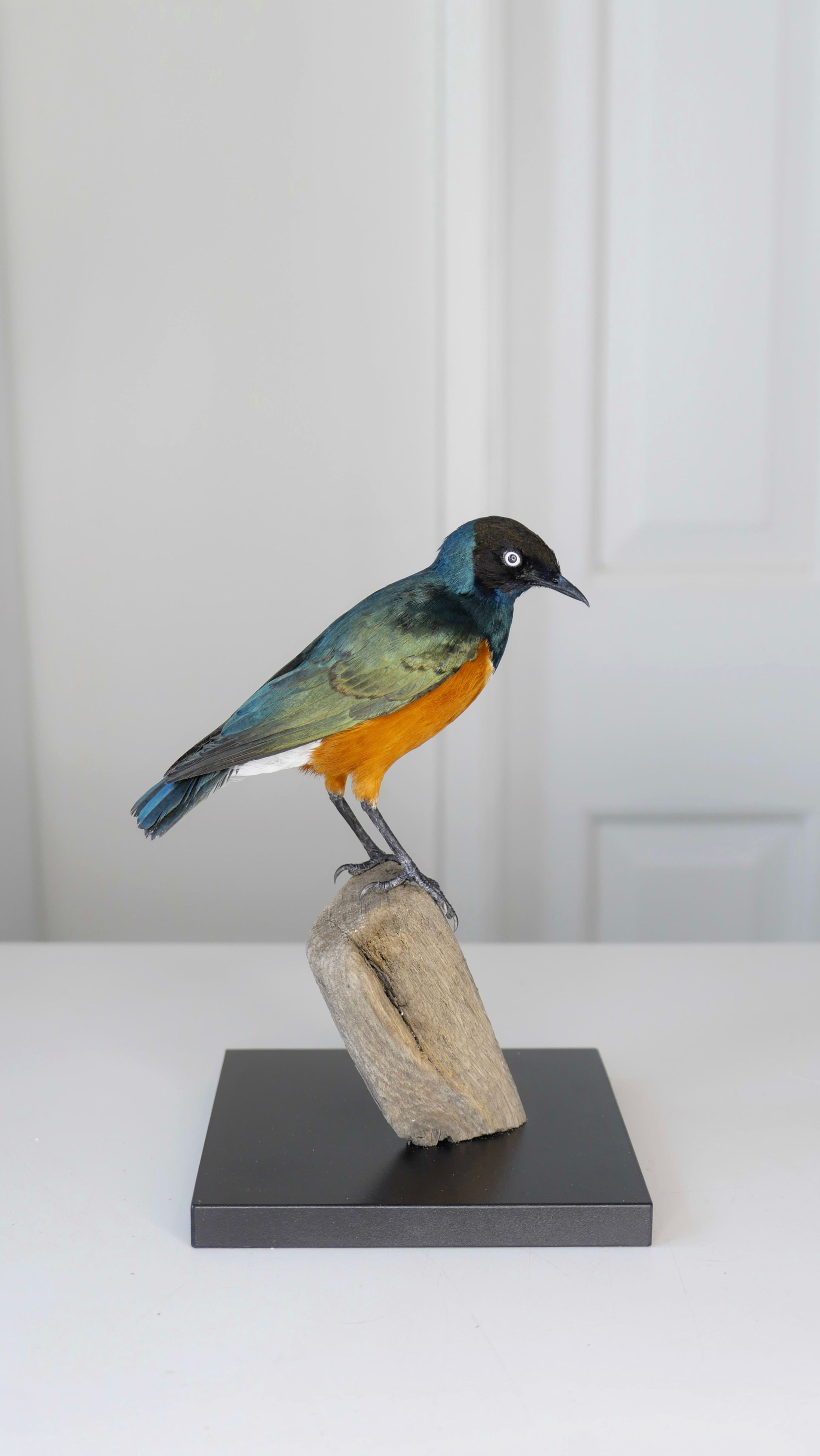 Superb Starling