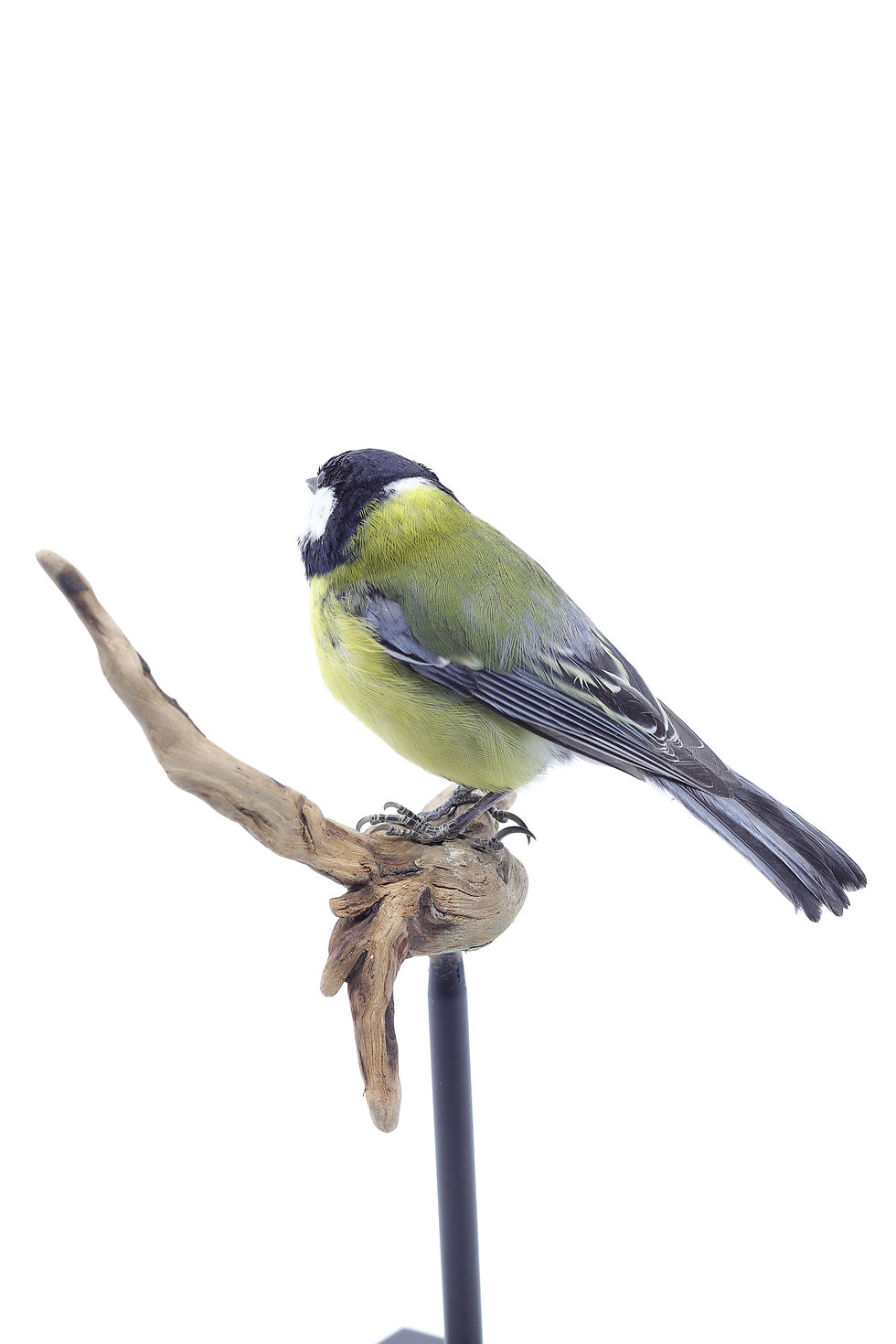 Thumbnail: Great Tit
