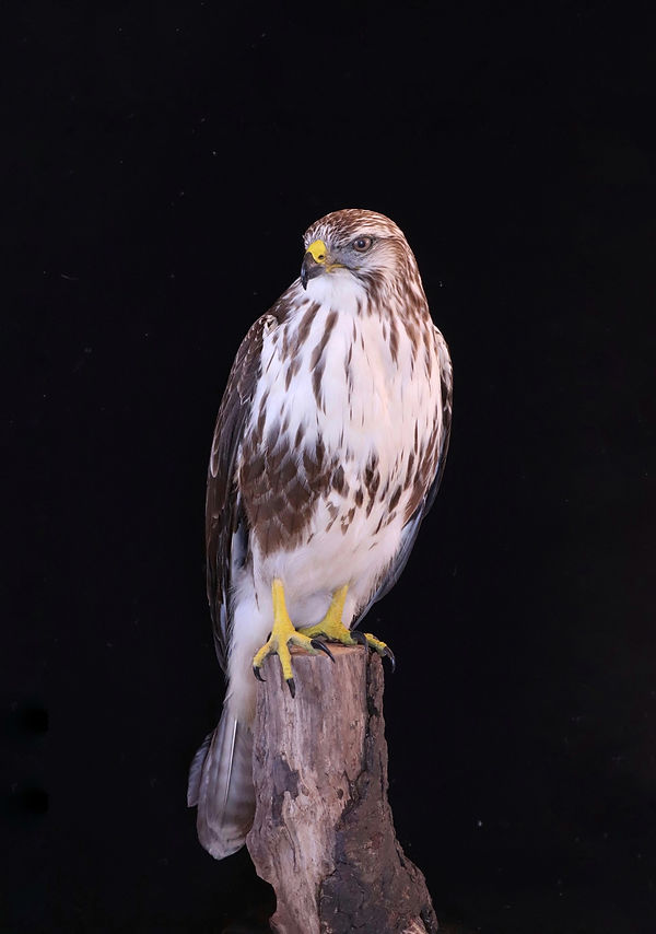 Taxidermy Buzzard Commission