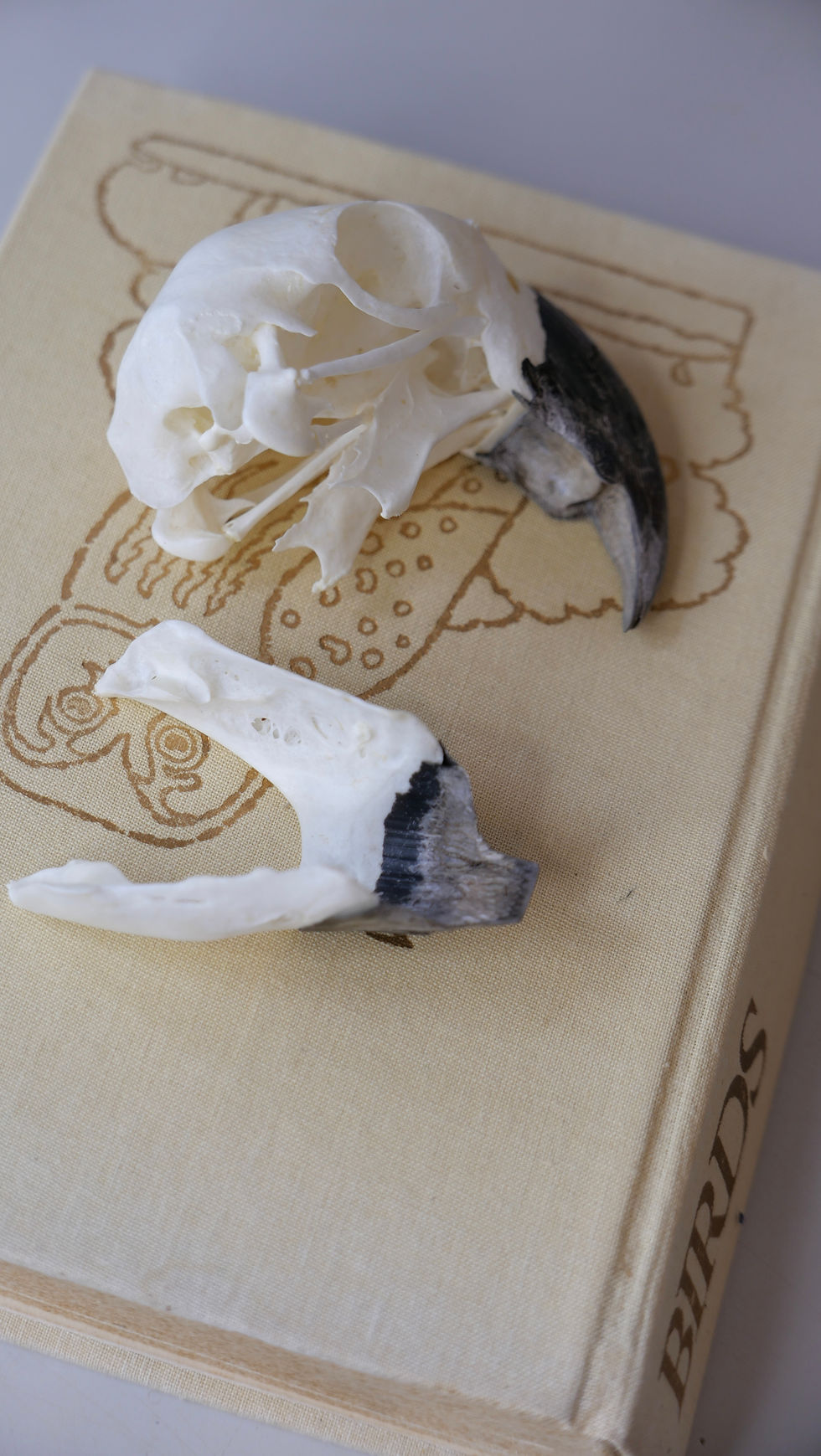 Thumbnail: Blue and Gold Macaw Skull