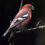 Thumbnail: Crossbill