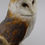 Thumbnail: Barn Owl - 615389/01