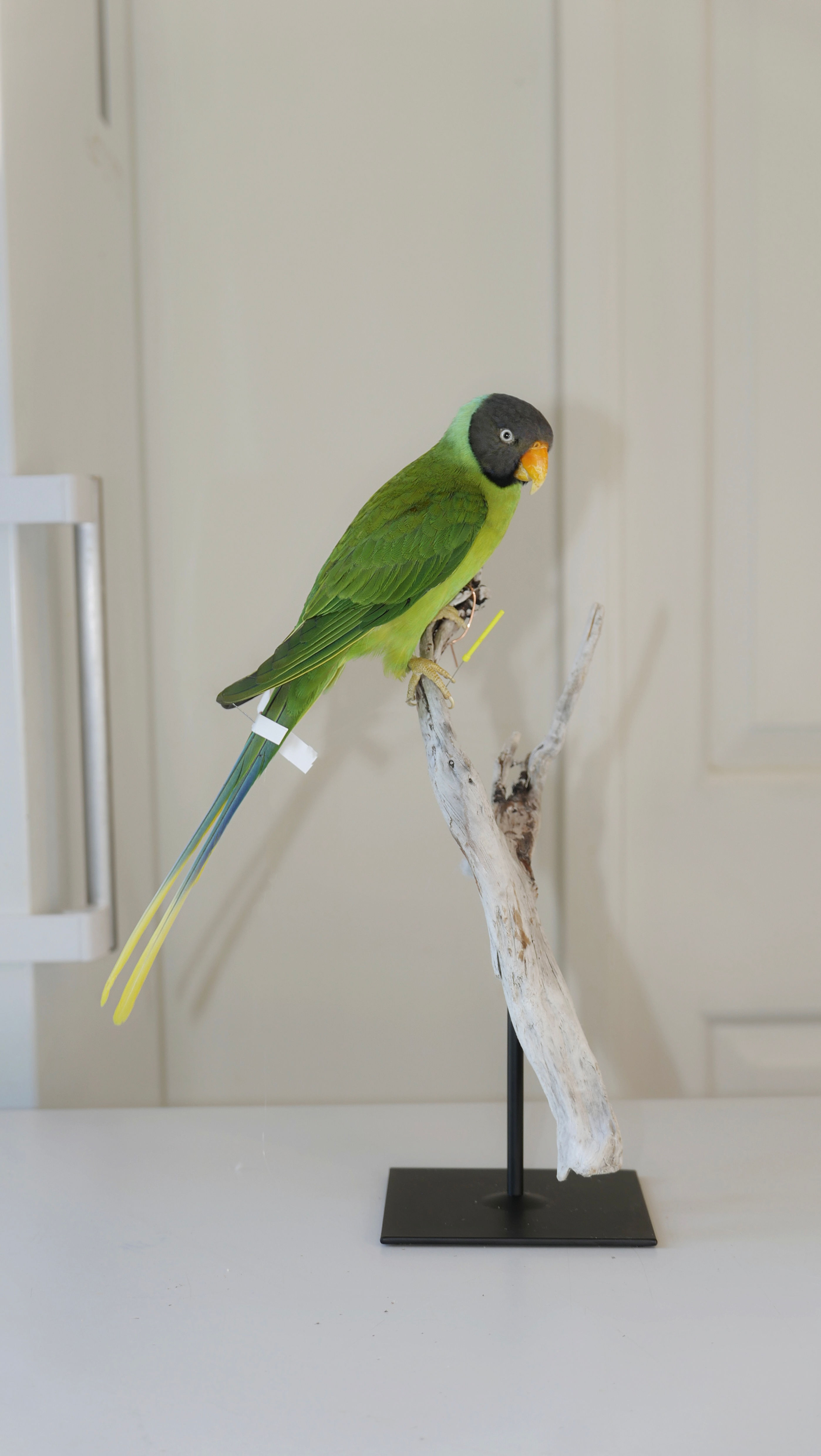 Slaty-Headed Parakeet